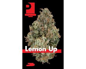 Lemon Up (Glass Jar)