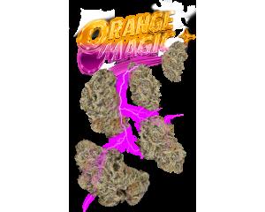 Orange Magic Juniors