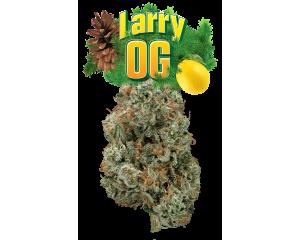Larry OG (Glass Jar)