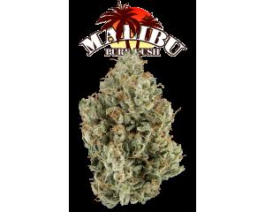 Malibu Pure Kush (Glass Jar)