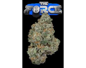 The Force #4 (Glass Jar)