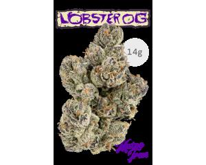 Maine Trees Flower - Lobster OG