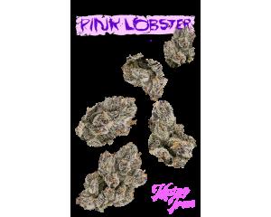Pink Lobster Juniors