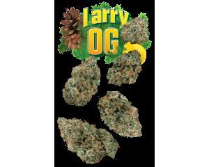 Larry OG Juniors