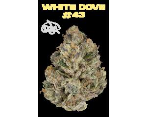 White Dove #43
