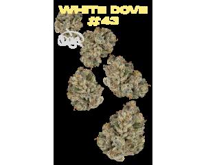 White Dove #43 Juniors