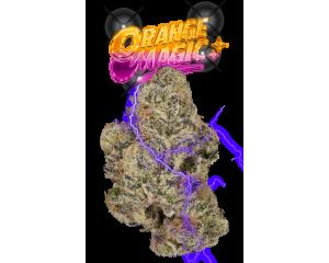 Orange Magic