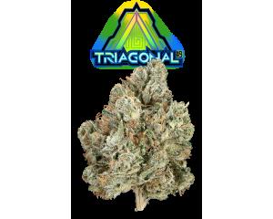 Triagonal #9 (Glass Jar)