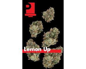Lemon Up Juniors
