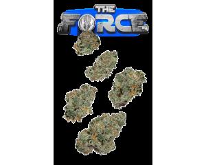 The Force #4 Juniors