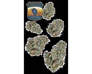 Musty Buffalo Juniors