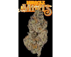 Miracle Mints
