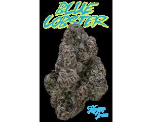 Blue Lobster (Glass Jar)