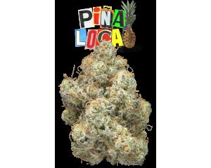 Pina Loca #7 (Glass Jar)